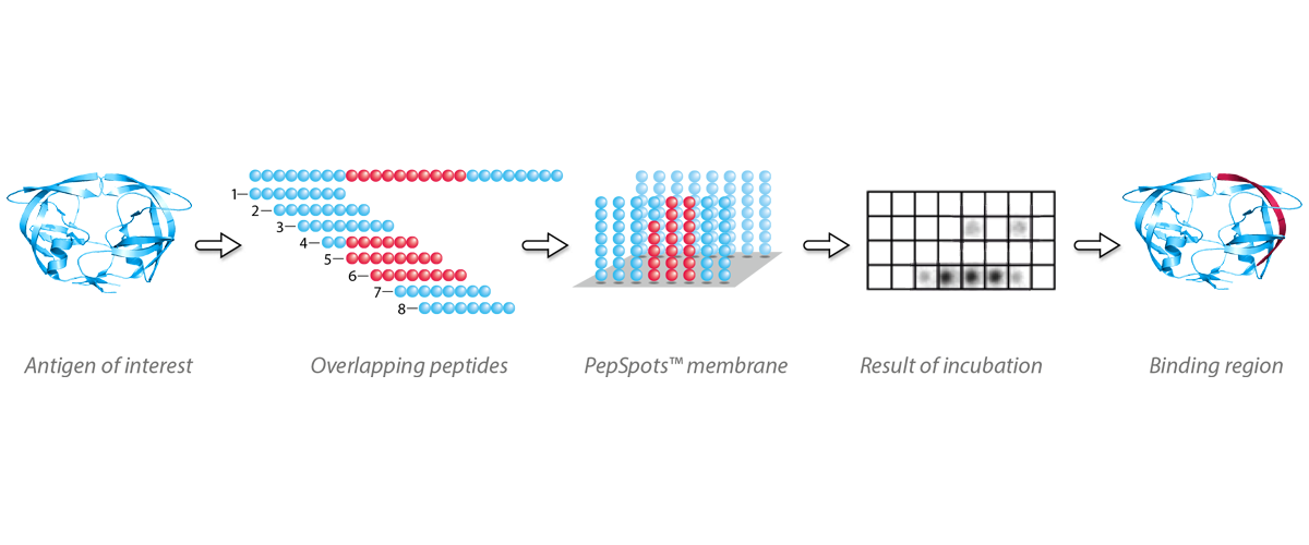 JPT Infografik Overlapping Peptides