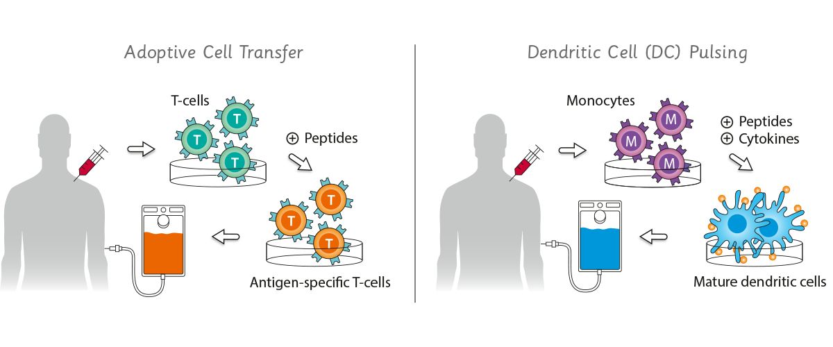 JPT Infografiken Cell Transfer and Pulsing
